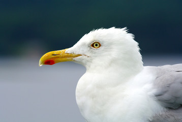 Large beautiful gull breeding ( Larus fuscus) on the Atlantic coast of Europe and along the northern coast of the Russian Federation.