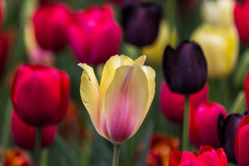 tulips