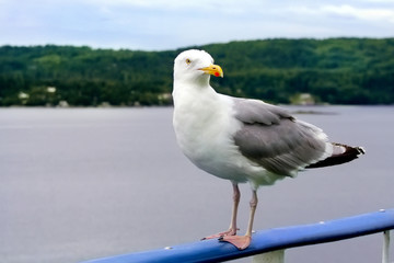 Large beautiful gull breeding ( Larus fuscus) on the Atlantic coast of Europe and along the northern coast of the Russian Federation.