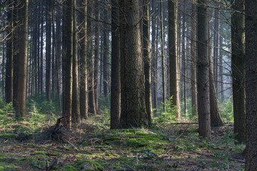 Winter Forest Ermelo, Ermelo, Holland, NLD
