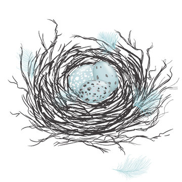 Nest with eggs and feathers