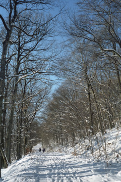 zwei wanderer im winterwald