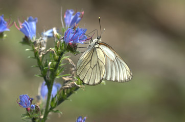 Baumweissling an Blume
