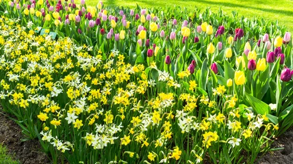 Foto op Canvas Daffodils and Tulips in Dutch public Spring flower Garden Keukenhof Lisse, Zuid Holland, NLD © Laurens