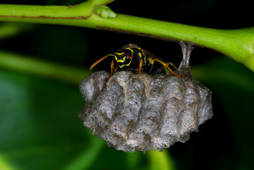 A paper wasp (Polistes sp.) guarding his nest