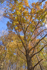 Fototapeta na wymiar Fall Colors on a Forest Giant