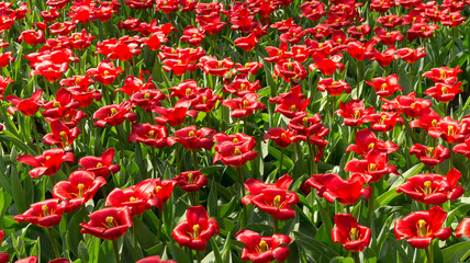 Fototapeta premium Tulips in Dutch public Spring flower Garden Keukenhof Lisse, Zuid Holland, NLD