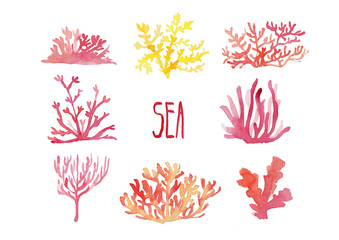 Hand drawing of a set of elements of marine corals. Watercolor illustration