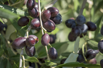 Ripe olives (Olea europaea) on the tree, Tuscany, Italy, Europe