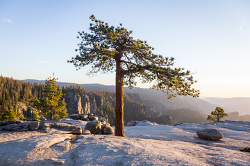 Pine Tree at Taft Point