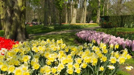 Foto op Canvas Daffodils and Hyacinthus in Dutch public Spring flower Garden Keukenhof Lisse, Zuid Holland, NLD © Laurens
