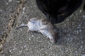Cat with a hunted mouse