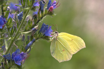 Zitronenfalter an Blume