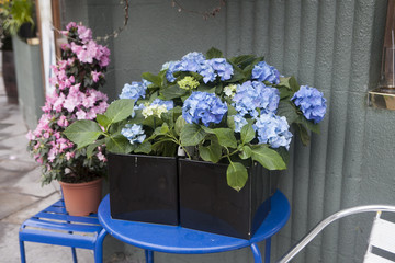 blue hydrangea on blue metal table in the street near the flower shop for sale