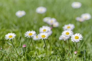 Fototapeta premium Daisy flowers on meadow. Beauty nature green in background.