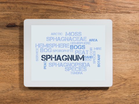 Sphagnum
