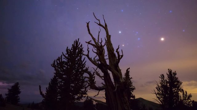 MoCo Astro Timelapse of Milky Way &amp; "Claw" Bristlecone Pine Tree -Zoom In-