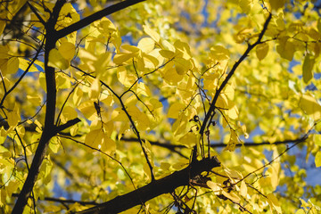 bright yellow leaves on tree
