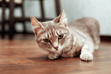 Gray striped cat. The concept of pets.