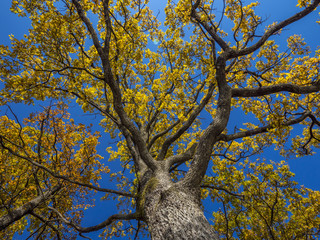 Single oak tree in autumn