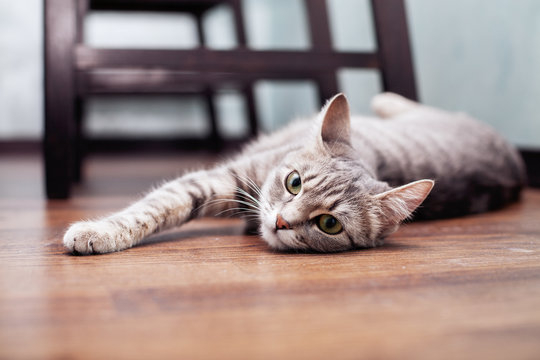 Fototapeta Gray striped cat young. The concept of pets.