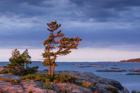 Georgian Bay Twisted Pine