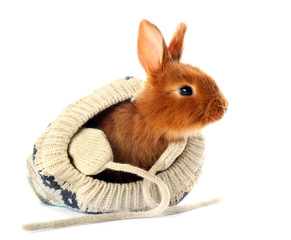 Cute fluffy bunny in knitted hat on white background