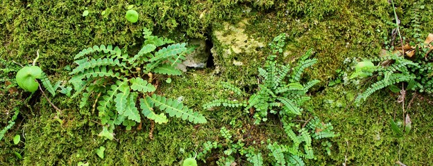 Old moss covered stone wall with fern plants


