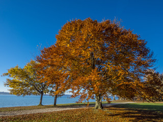 Naklejka premium Autumn at Lake Starnberg in Ambach, Bavaria, Germany, Europe