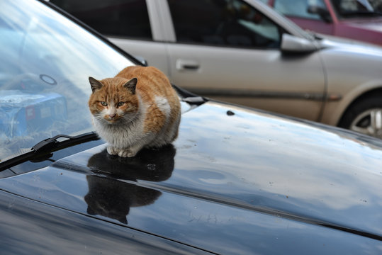 Yaramaz kedi