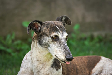 Portrait of a young Greyhounds outdoor