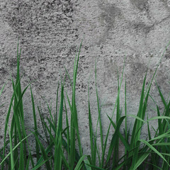 Obraz premium Grey Coarse Concrete Stone Wall Texture, Green Grass, Closeup Old Aged Weathered Gray Rustic Textured Grungy Stonewall Background Pattern Vintage Grunge Copy Space