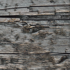 Naklejka premium Natural Weathered Grey Tan Taupe Sepia Wooden Board, Cracked Rough Cut Wood Texture, Large Detailed Old Aged Gray Lumber Background Macro Closeup, Textured Crack Vertical Pattern