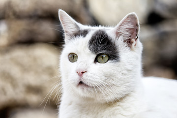 Gata blanca con mancha gris y ojos verdes mirando al infinito