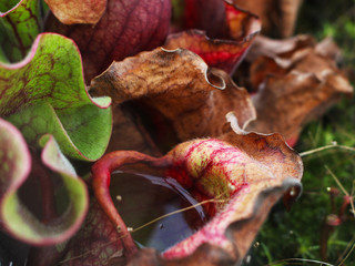 Dangerous plant
