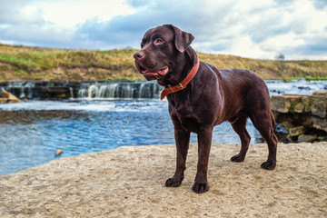 Dog Labrador. Dog near the river. brown labrador.