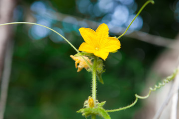 young cucumber plant flower