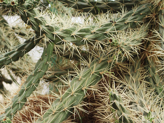 Cactus