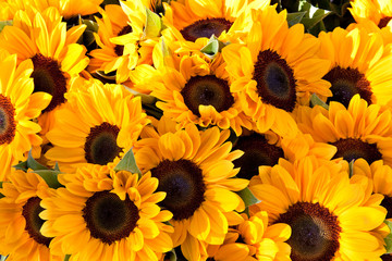 Many yellow sunflowers