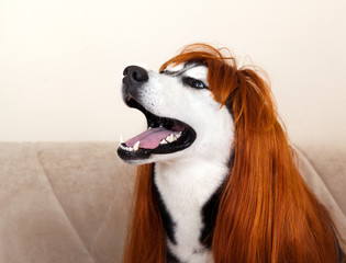 Dog breed Siberian Husky in red wig