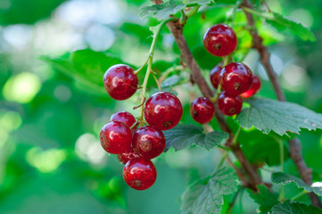 sprig of red currant on a bush in high quality