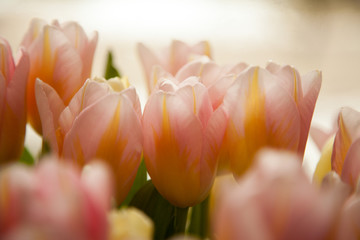 Tulips - spring flowers