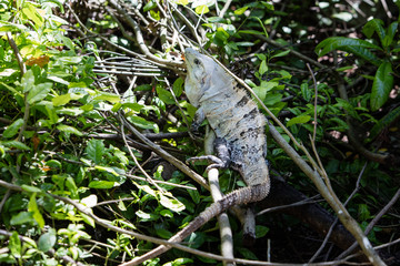 Green Iguana in Forest on Half Moon Caye
