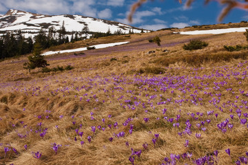 Crocuses - spring flowers