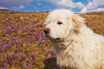White mountain dog