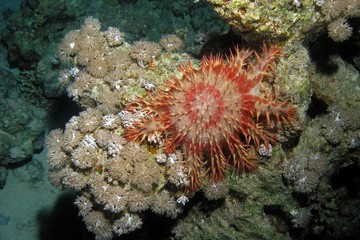 Fototapeta na wymiar Crown-of-thorns starfish / underwater photograph, Marsa Alam area, Egypt, depth - 15m