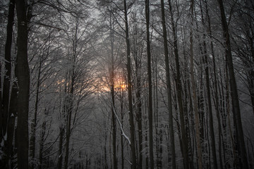 Winter in Carpathian montains