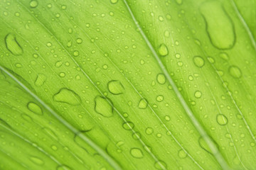 Fototapeta na wymiar green leaves in the rainy season