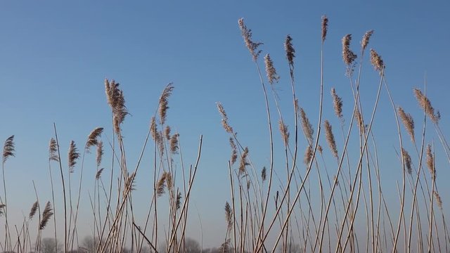 Schilf Gras Getreide schwing im Wind mit blauem Himmel an der K&uuml;ste