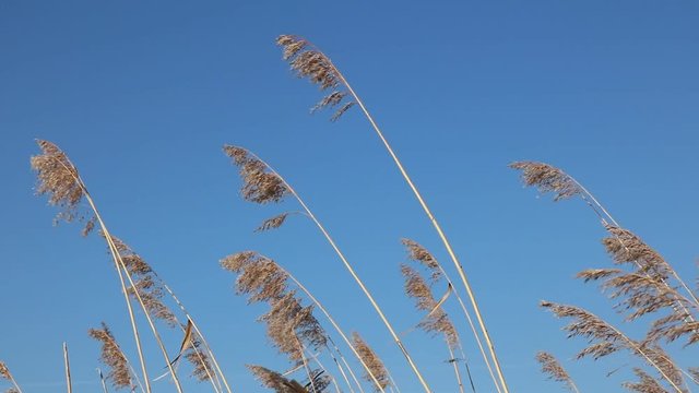 Schilf Gras Getreide schwing im Wind mit blauem Himmel an der K&uuml;ste
